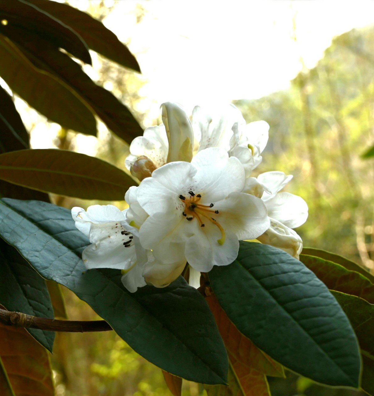 'Sir Charles Lemon' AGM